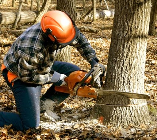 Tree Removal in Bell City, LA